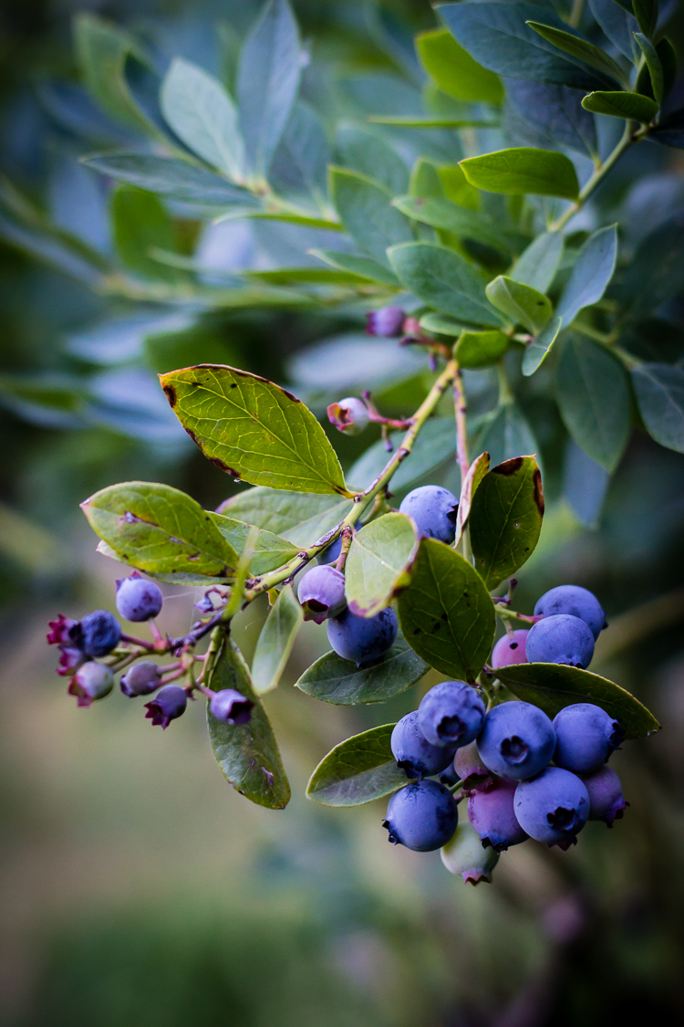fresh blueberry pie 3