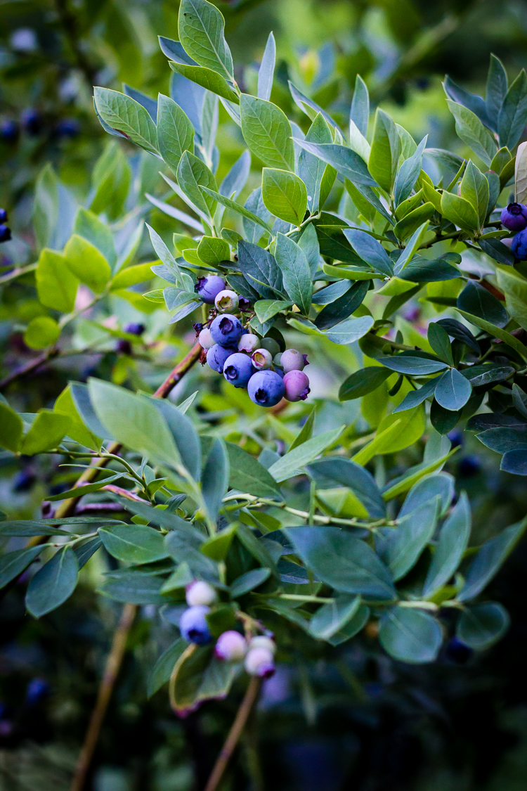 fresh blueberry pie 2