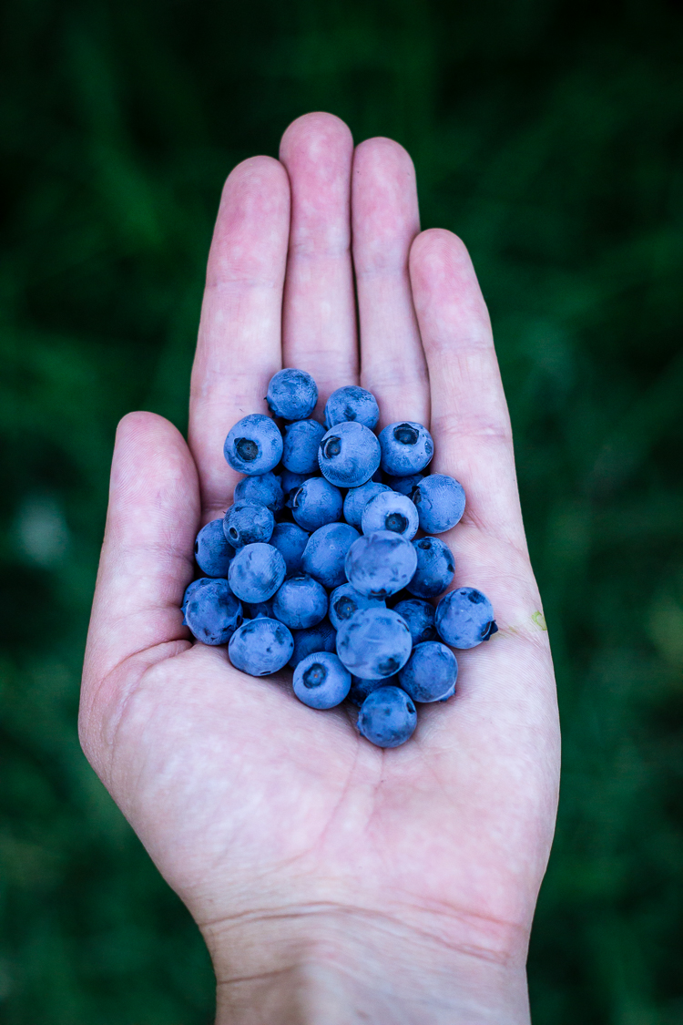 fresh blueberry pie 4