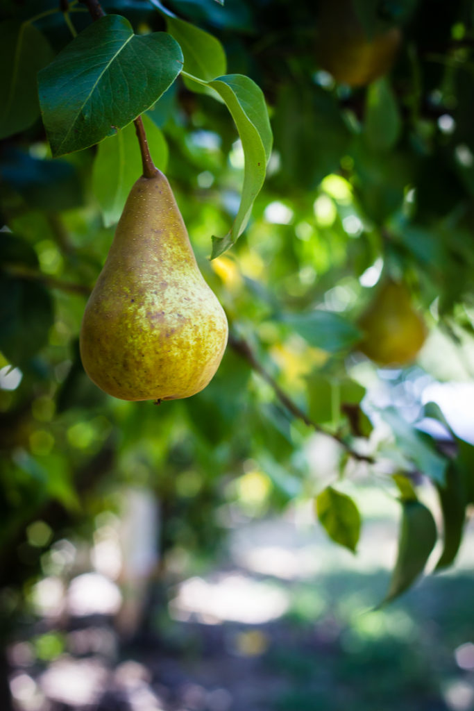 bosc pear