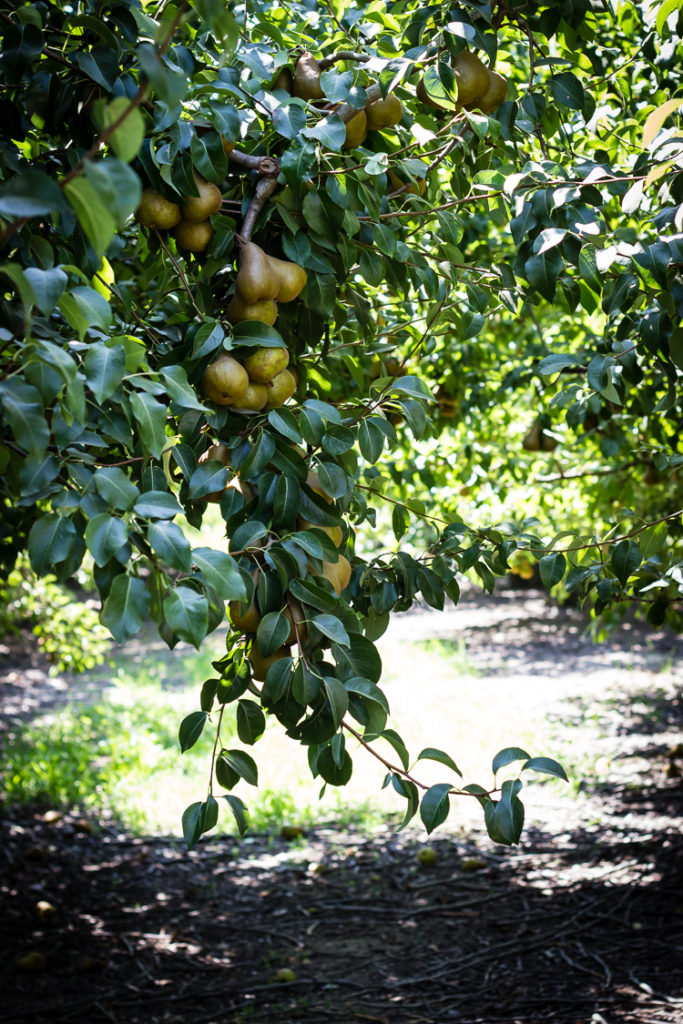 bosc pear tree