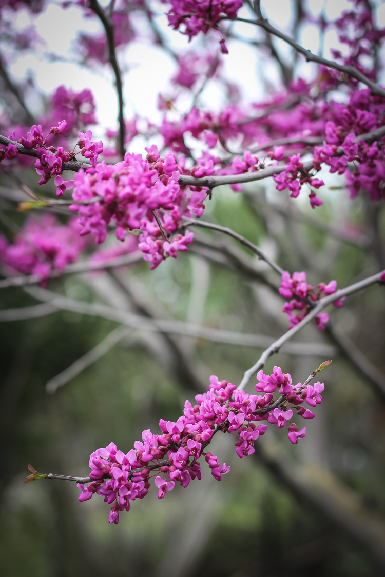 redbud & lemon cornmeal loaf cake