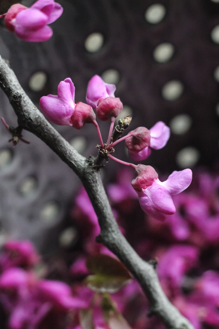 redbud & lemon cornmeal loaf cake