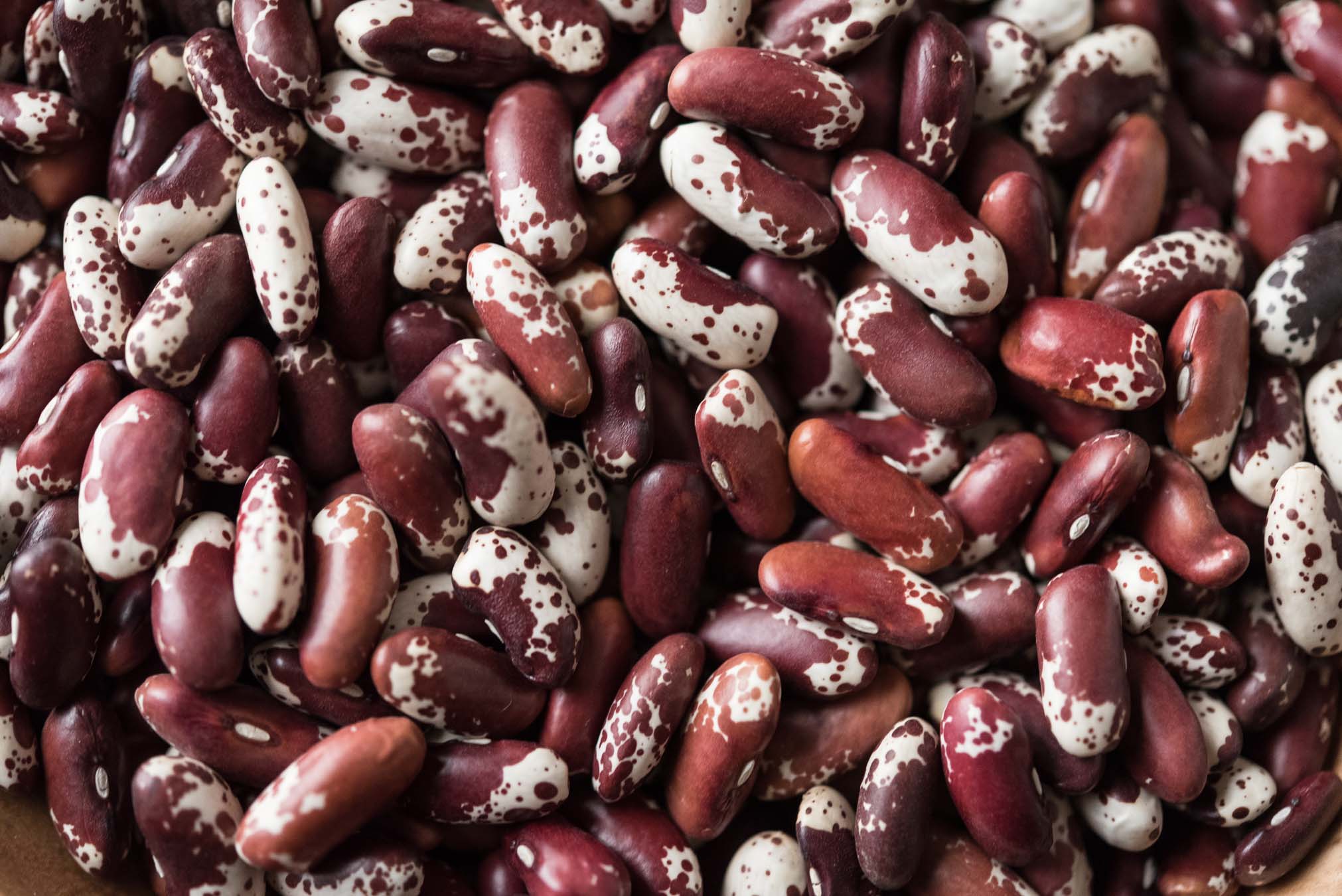 heirloom cattle beans