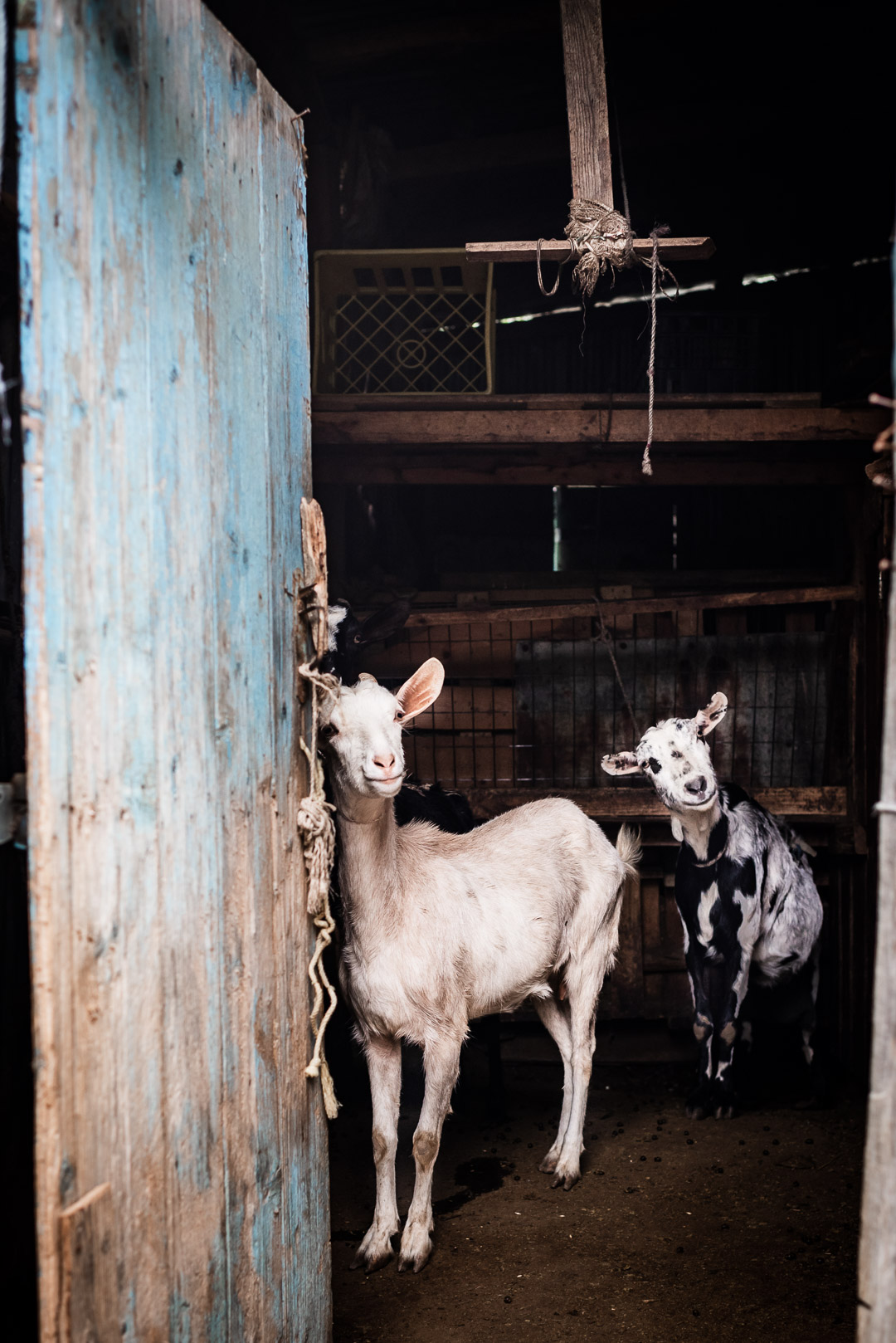 Greek milk goats