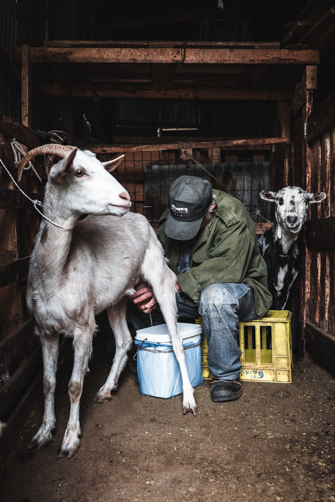 goats being milked in Greece | bella karragiannidis - ful-filled.com