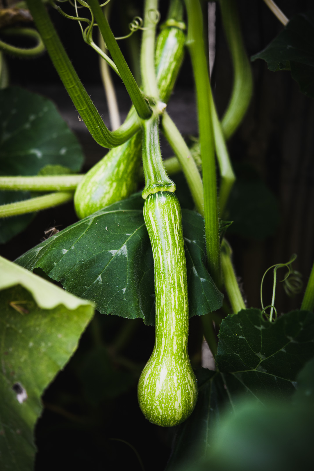 centercut squash | this unique variety of squash from Row 7 Seed Co. is the star of this summer pizza recipe