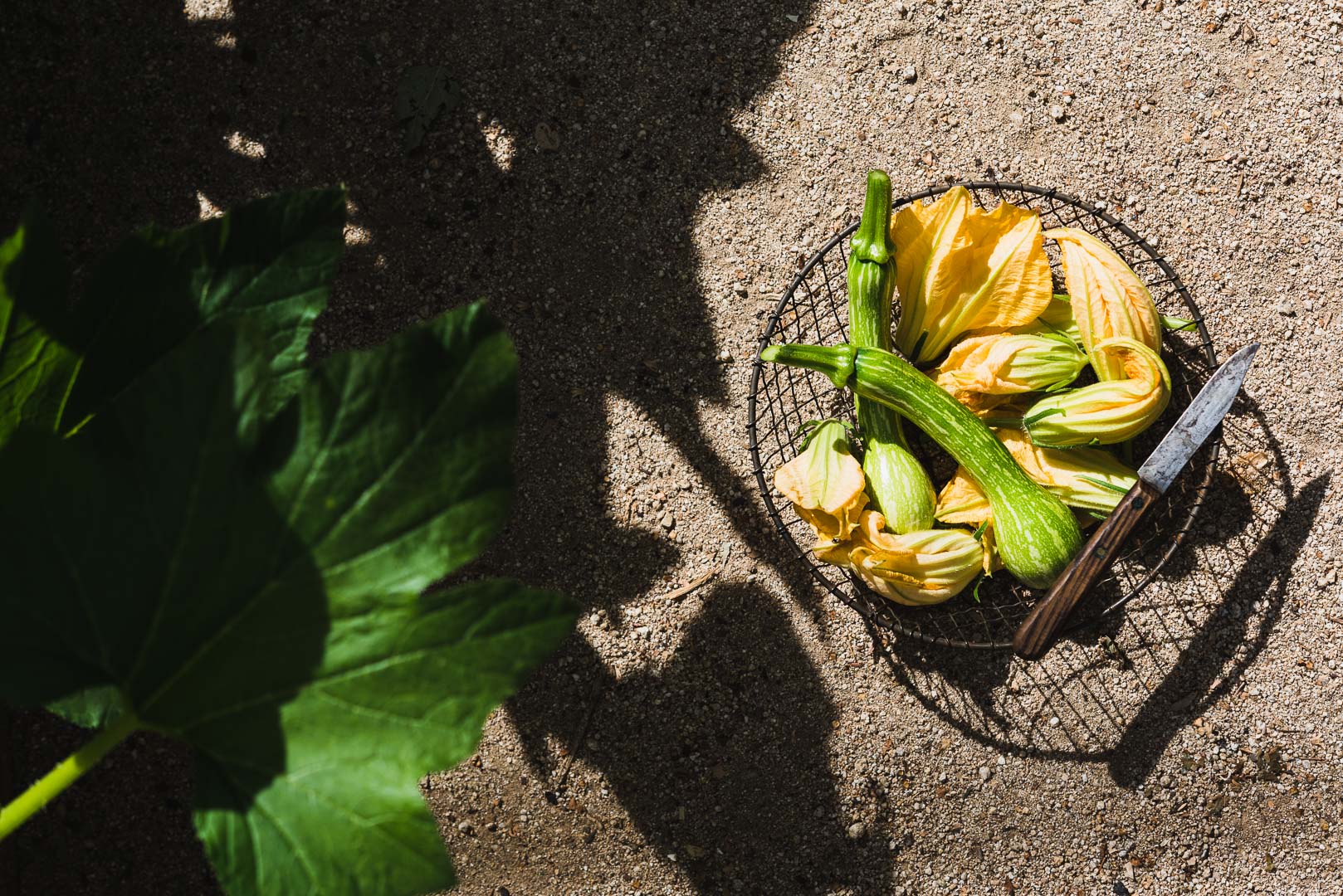 centercut squash & blossoms | bella karragiannidis of ful-filled.com