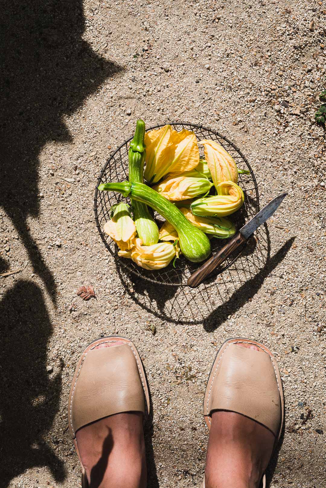 centercut squash & blossom harvest