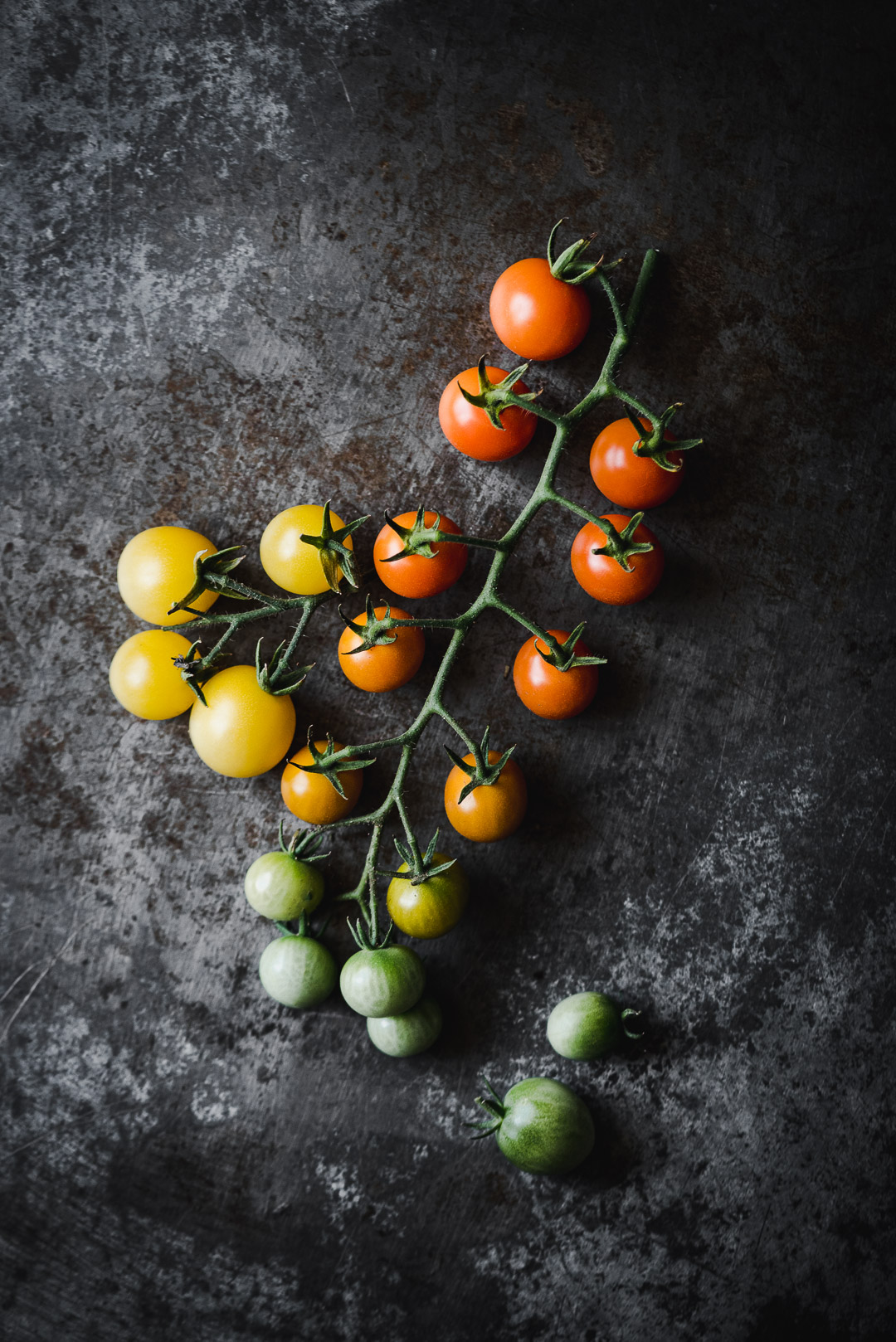 sun gold tomatoes on the vine