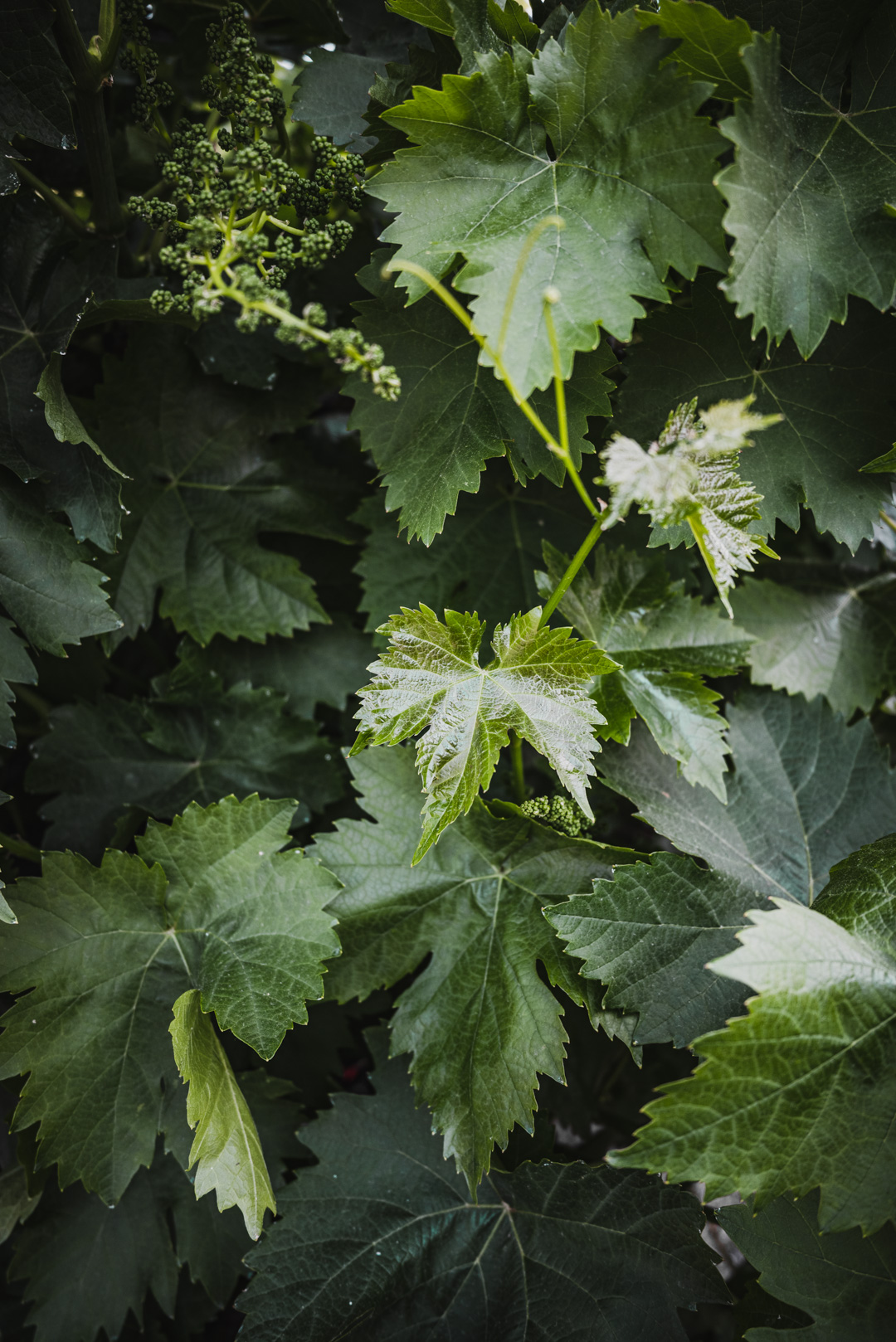 grape leaves for dolmades