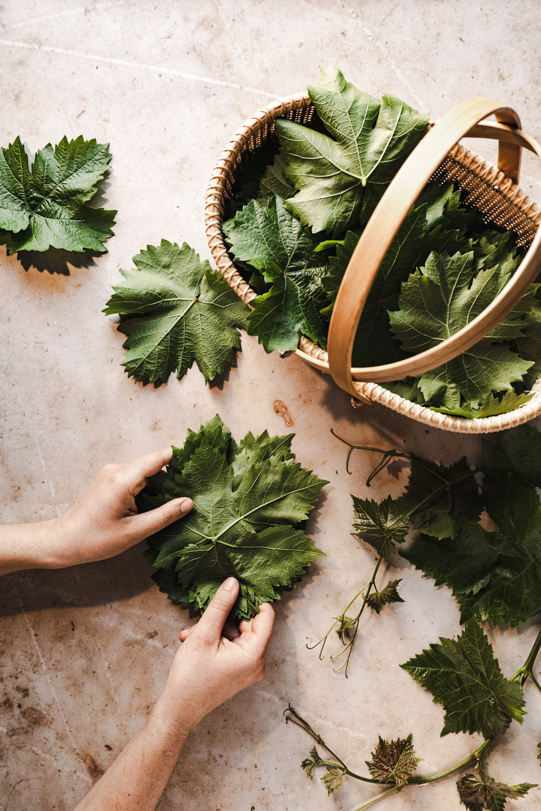 freshly harvested tender spring grape leaves for dolmades