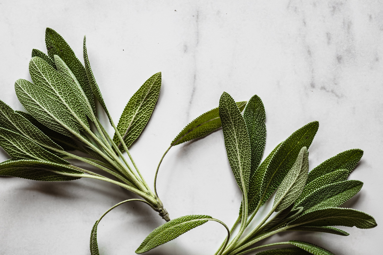 SAGE LEAVES